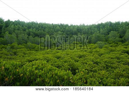 Panorama view at Tung Prong ThongGolden Mangrove Field. This here is famous for golden mangrove tree at the sea Pra Sae Rayong Thailand.