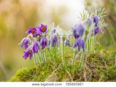 Wild Pasque flower, Pulsatilla vulgaris during sunrise, close-up.