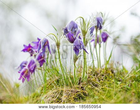 Wild Pasque flower, Pulsatilla vulgaris during sunrise, close-up.