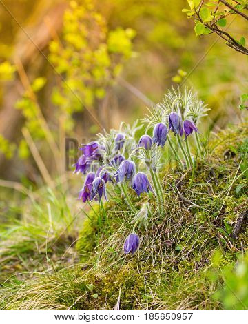 Wild Pasque flower, Pulsatilla vulgaris during sunrise, close-up.