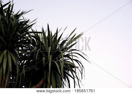 part of Dracaena loureiri tree with gray background