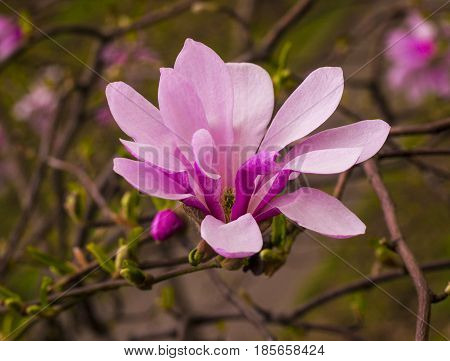 decoration of few magnolia flowers. pink magnolia flower. Magnolia. Magnolia flower spring branch