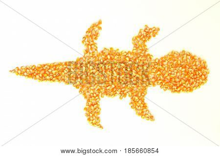 Dried corn kernels Lay a gecko on a white background.