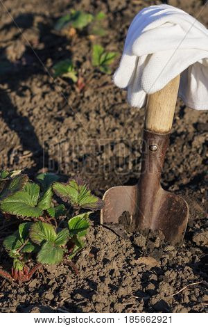 Bushes Of Strawberries, Spade And Gloves