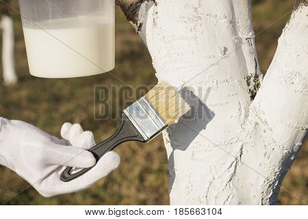 Spring Protection Of Fruit Trees In The Garden