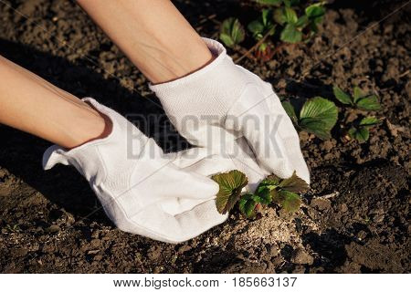 Concept Of Planting: Transplanting Of Strawberry