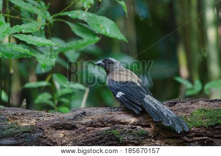 Grey Treepie or Himalayan Treepie (Dendrocitta formosae) in tropical forest Thailand