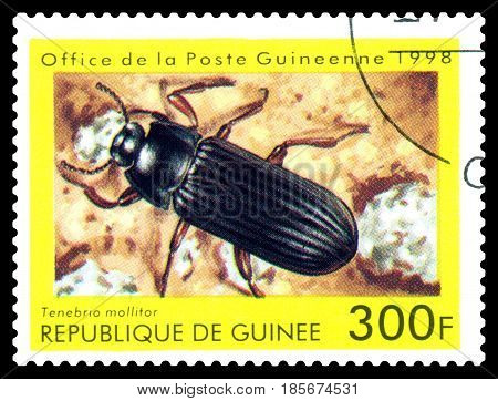 STAVROPOL RUSSIA - April 30 2017: a stamp printed in Guinea (Republique de Guinee) shows Beetle Tenebria mollitor series beetle circa 1998