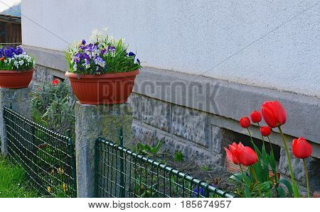 The village garden. Spring garden in front of village house. Tulips in a small garden. Spring flowers in a plastic flowerpot. Iron fence in closeup.