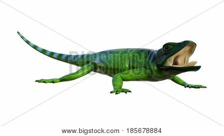 3D Rendering Chuckwalla On White