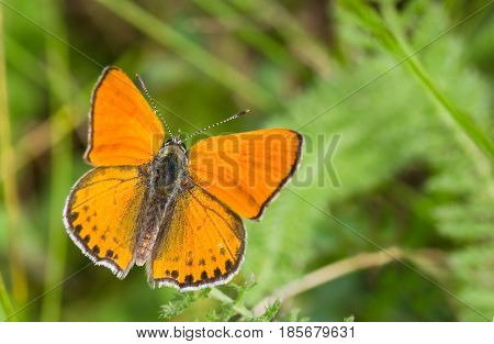 Orange butterfly with black spots on the wings