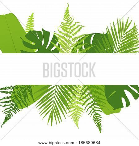 Banner with ferns. Tropical leaves. Vector illustration.