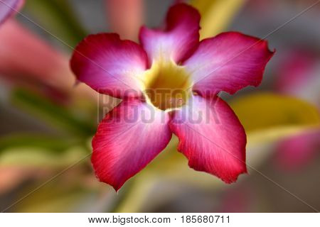 Adenium Desert Flowers in Festival city, Dubai, United Arab Emirates