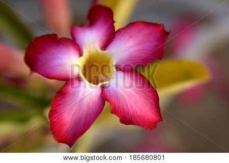 Adenium Desert Flowers in Festival city, Dubai, United Arab Emirates