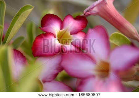 Adenium Desert Flowers in Festival city, Dubai, United Arab Emirates