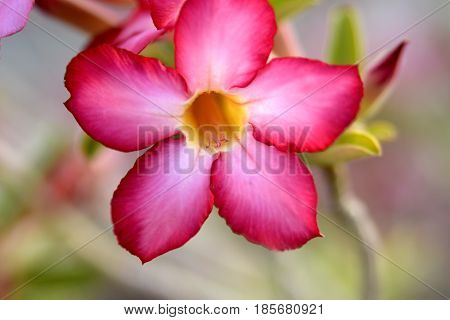 Adenium Desert Flowers in Festival city, Dubai, United Arab Emirates