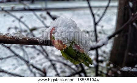 Anomaly spring. Snow on the tree in spring.
