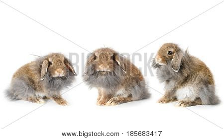 Set Of Cute Lionhead Bunny Rabbit, Isolated On White Background