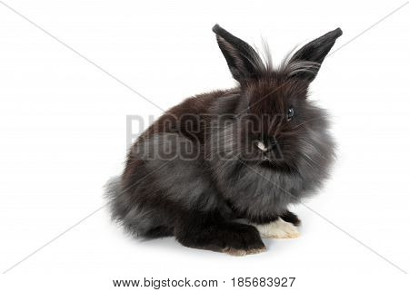 A Lionhead Bunny Rabbit, Isolated On White Background