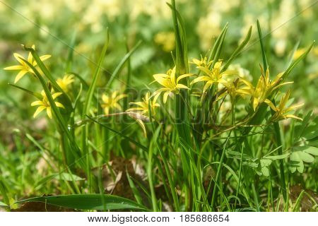 Beautiful spring floral background with bright small yellow flowers Gagea in the grass close up on a sunny day