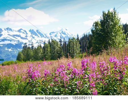 Pink wildflower fireweed in foreground of Alaskan landscape with mountain range behind.