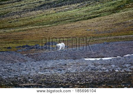 Polar Bear On The Franz Josef Land.