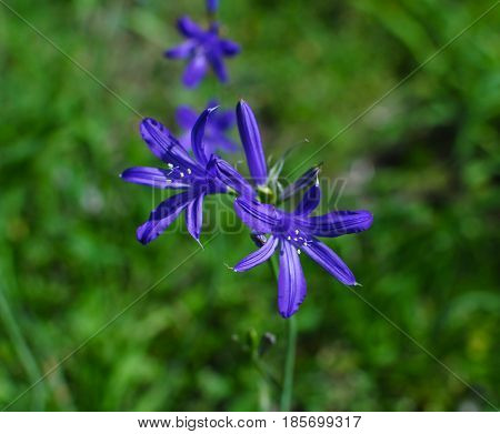 Beautiful spring flower pleasing with elegant simplicity