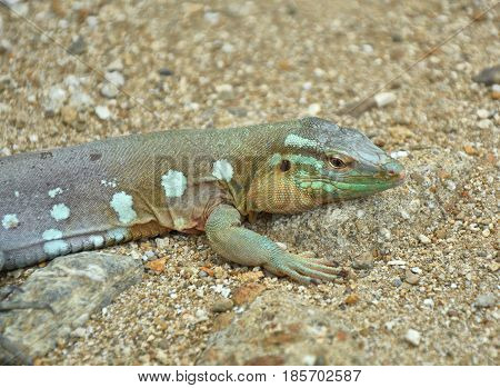 The Whiptail Blue Lizard
