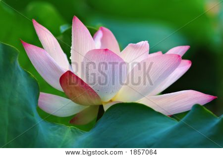 Blooming ของดอกบัว