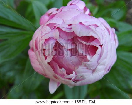 FLOWER, PEONY, PINK WITH GREEN LEAVES JUST STARTING TO OPEN.