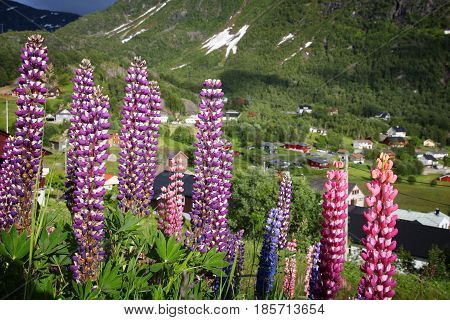 Norway Lupine