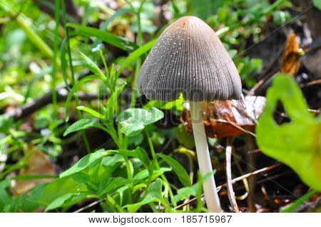 Wild mushroom Coprinellus domesticus, Little mushrooms growing in grass in the spring
