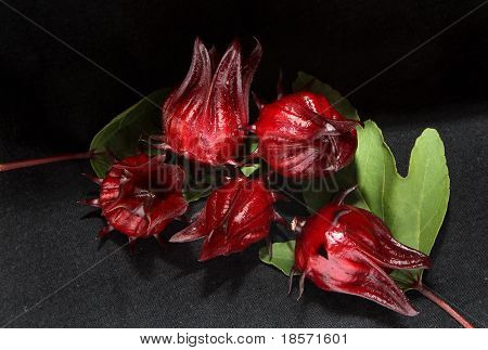 Roselle