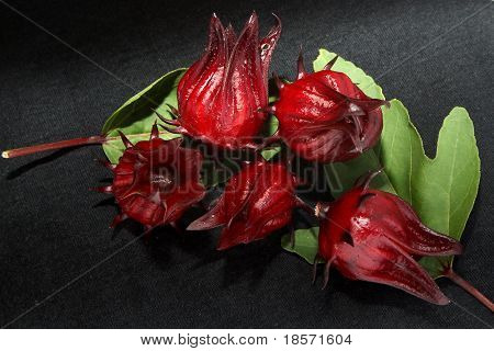 Roselle