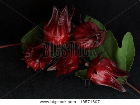 Roselle