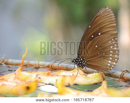 Butterfly eating fruit - The Common lndian Crow Euploea core ( Cramer)