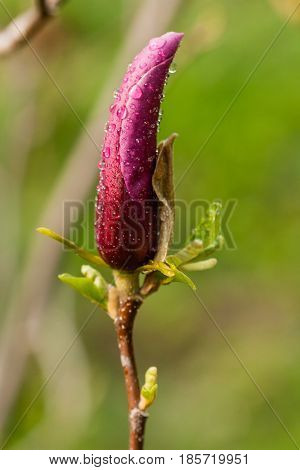 Macro Magnolia Bud Covered With Drops