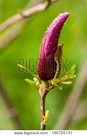 Macro Magnolia Bud Covered With Drops
