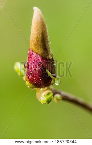 Macro Magnolia Bud Covered With Drops