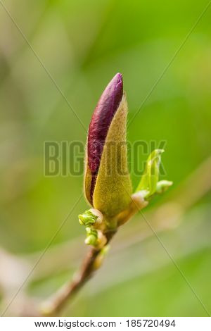 Macro Magnolia Bud Covered With Drops