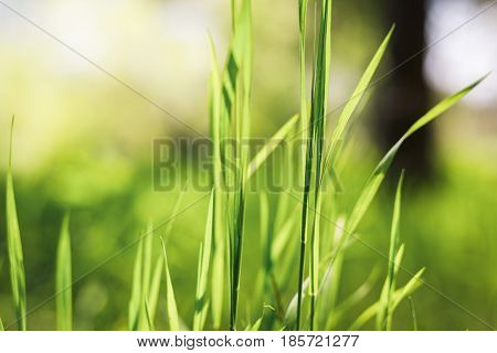 Green Grass Seamless Texture. Green Grass Background Texture. Field Of Fresh Green Grass Texture As