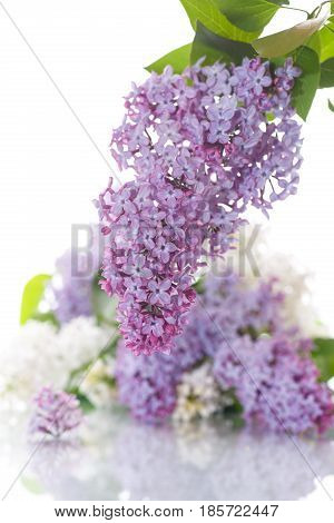 Bouquet Of Lilac