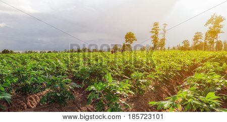 Workers in cassava field with sunset light and mountains background.
