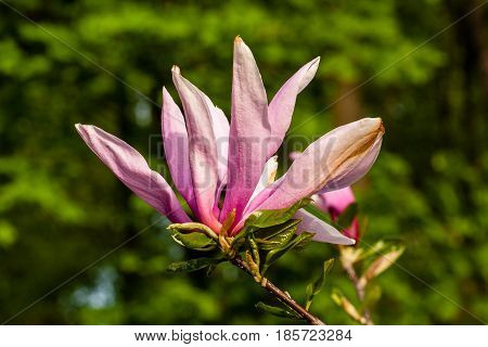 Macro Magnolia Bud Covered With Drops