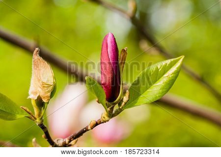 Macro Magnolia Bud Covered With Drops