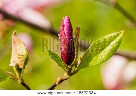 Macro Magnolia Bud Covered With Drops