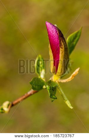 Macro Magnolia Bud Covered With Drops