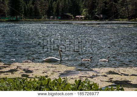 White Swan and Gray Ducklings inside Mosigo Lake near Italian Dolomites Alps Scenery