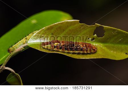 Common Oakblue (arhopala Pseudocentaurus) Caterpillar