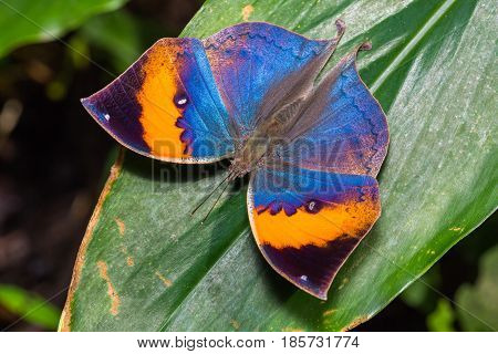 Orange Oakleaf (kallima Inachus) Butterfly